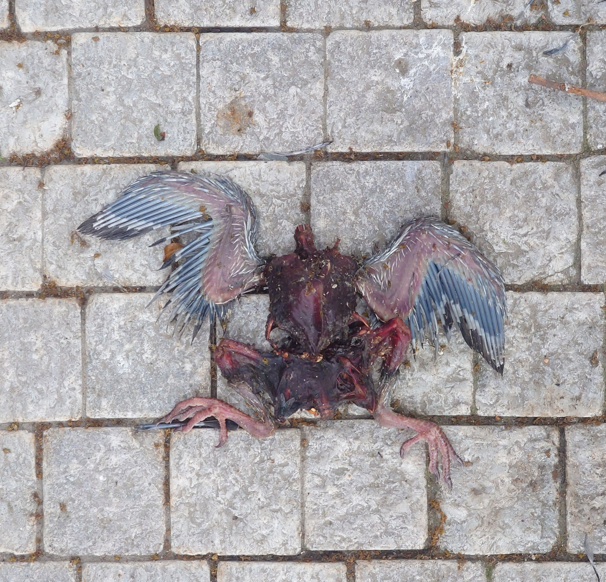 smrt vám dává křídla