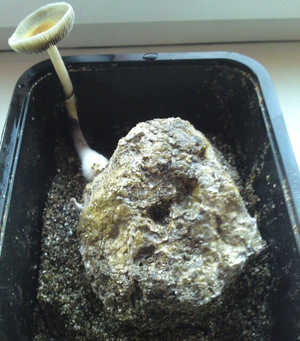 Posledn� mohyk�n