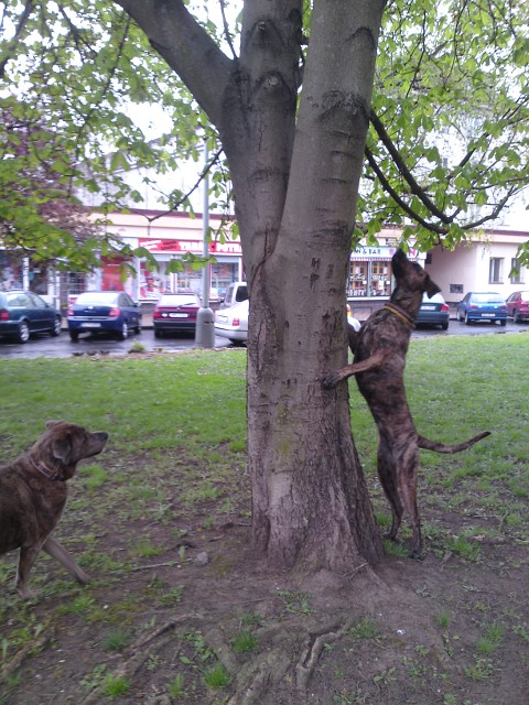 Hafinky honi veverku