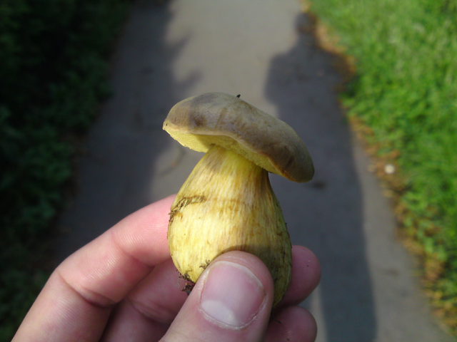 Houbov� sez�na stra�nice