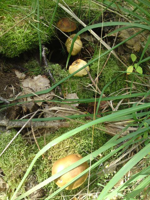 Romantika v Kl�novic�ch