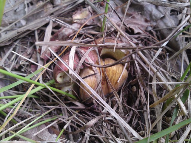 ��dna se neschovala