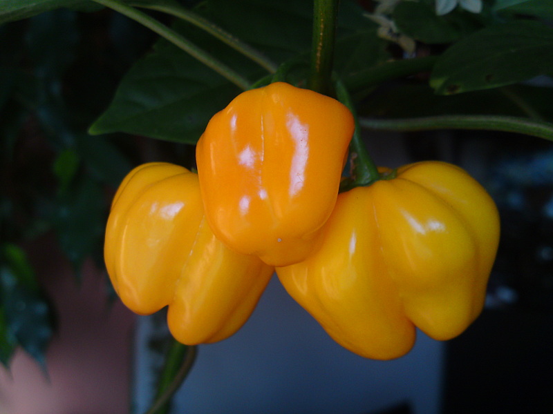 Habanero chili