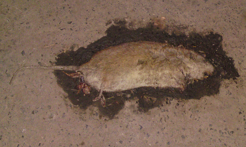 potk�nek potkan potkanovi�