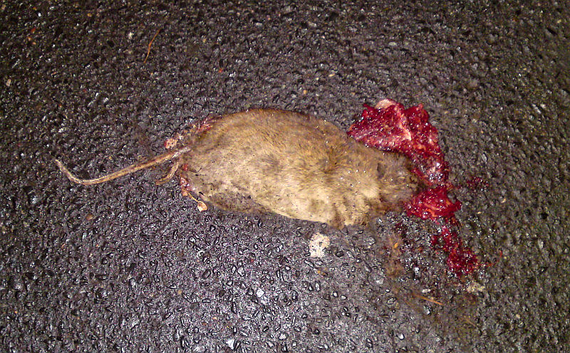 potk�nek bez hlavy