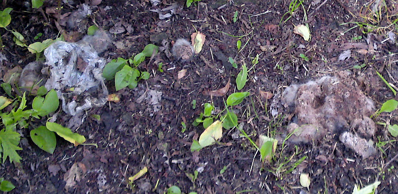 pl�se� na ps�m hovnu