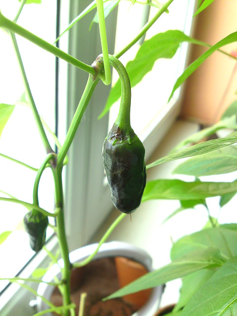 chilli