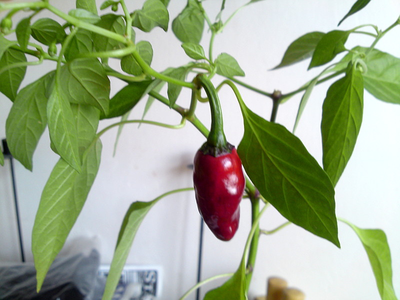 chilli 1