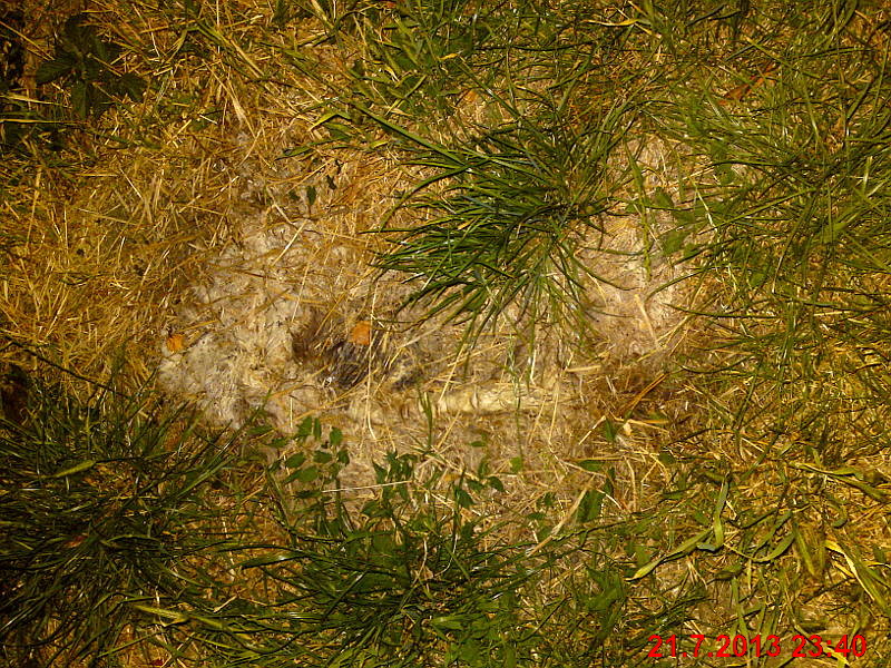 p�lno�n� ko�ka