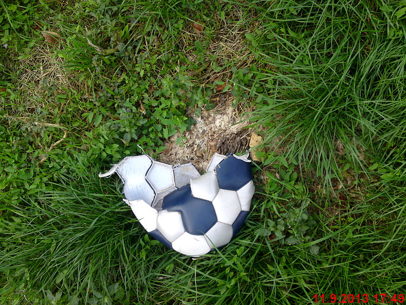 mrtv� ko�i�ka rozbit� m��