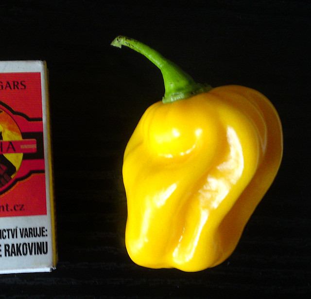 maxi habanero