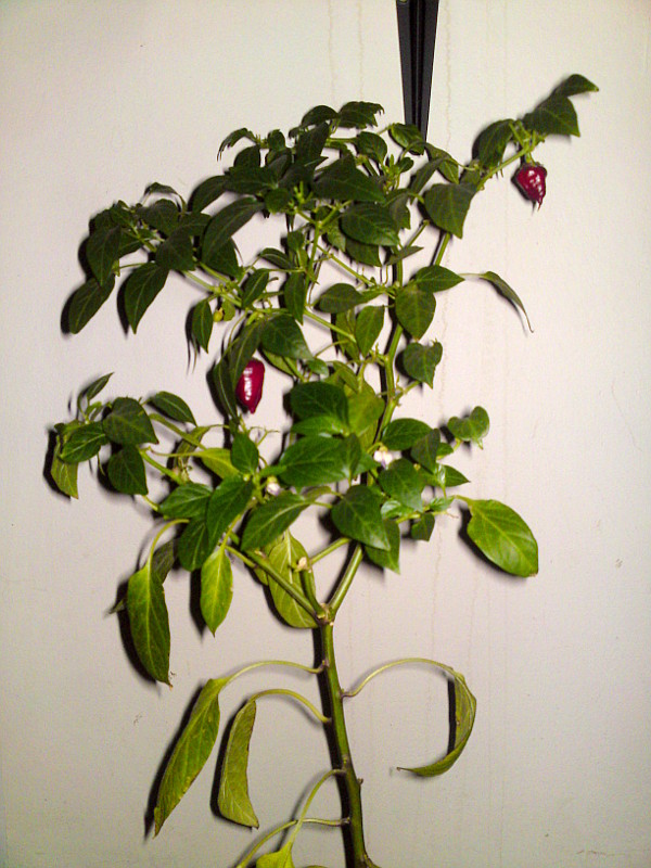 v�no�n� chilli