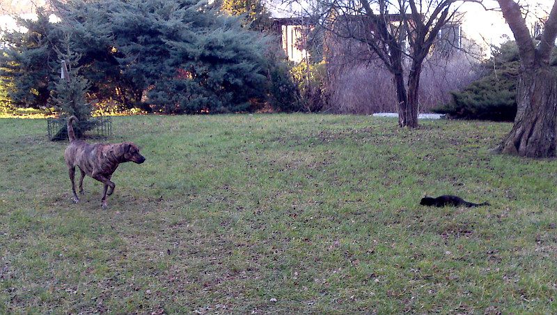 pejsek a ko�i�ka