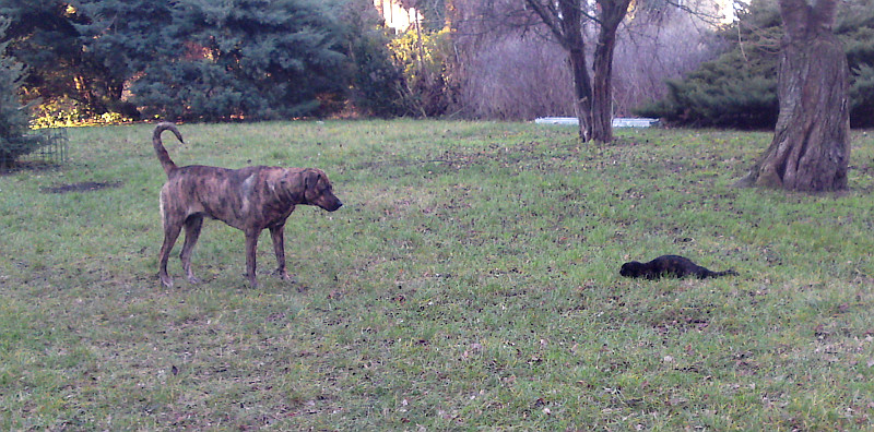 pejsek a ko�i�ka 1