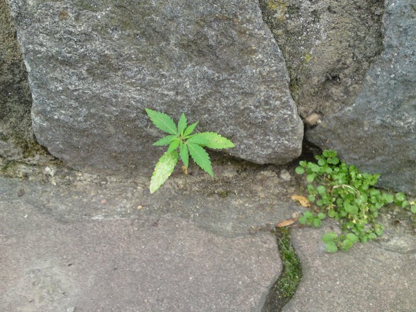 Kyt� na paruk��ce