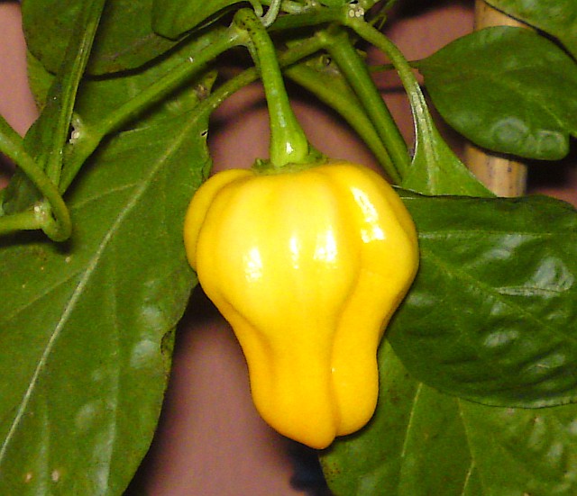 Chilli Habanero