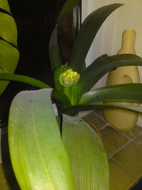 kytka na schodi�ti