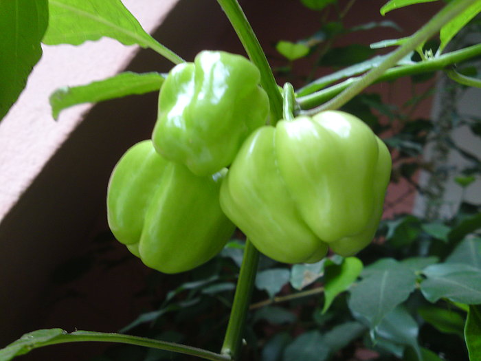 habanero chilli