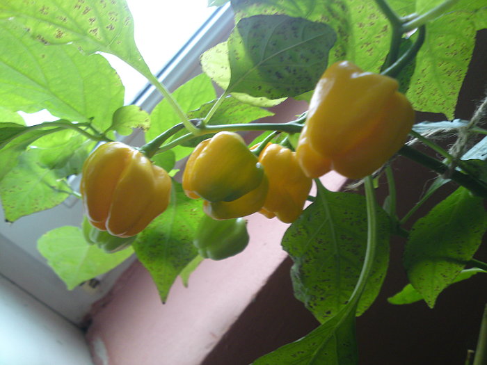 habaneros chilli