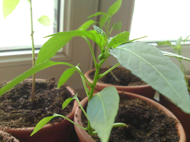 Sazeni�ka papri�ky