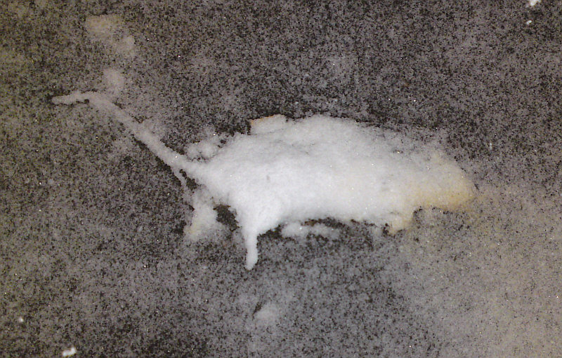 potk�nek pod sn�hem