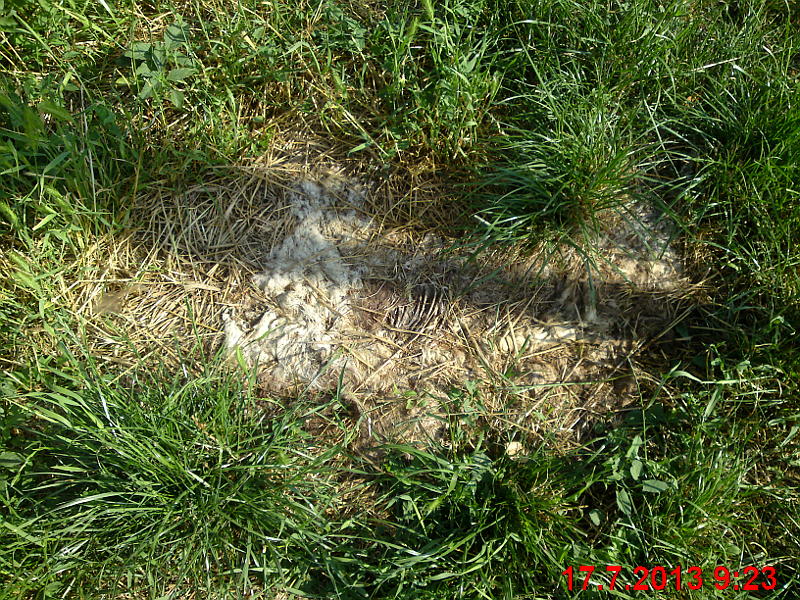 ko�ka ze z�b�hlic