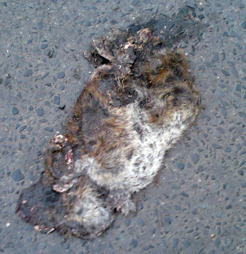 potkan� chuchvalec