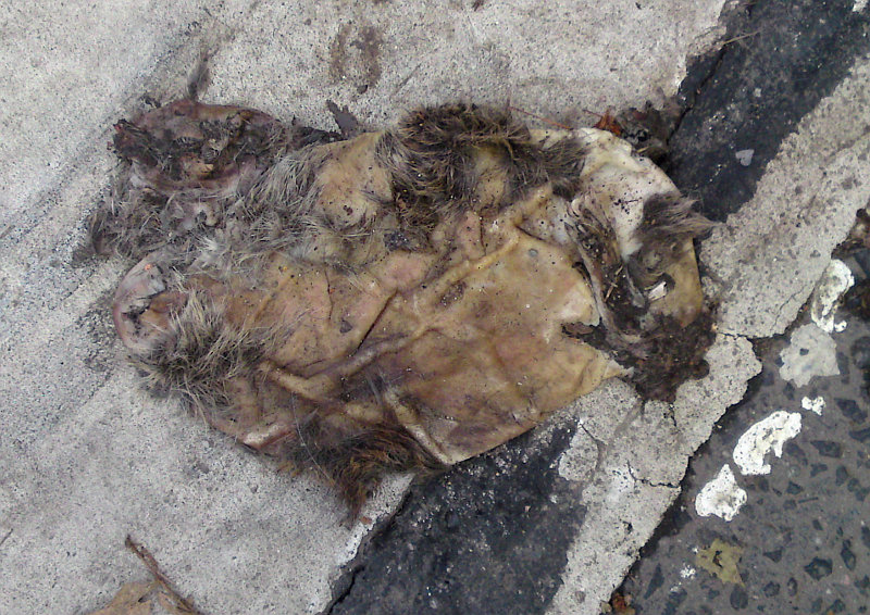 potkan� k��i�ka